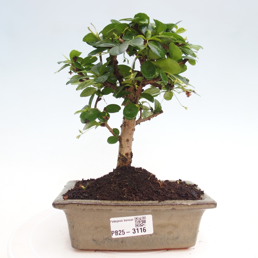 Bonsai wewnętrzne - Carmona makrophylla - Herbata Fuki