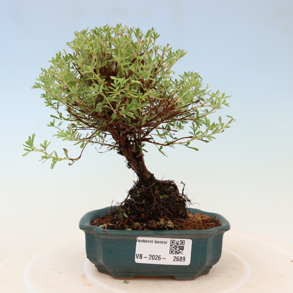 Bonsai ogrodowe – potentilla fruticosa – Goldkissen