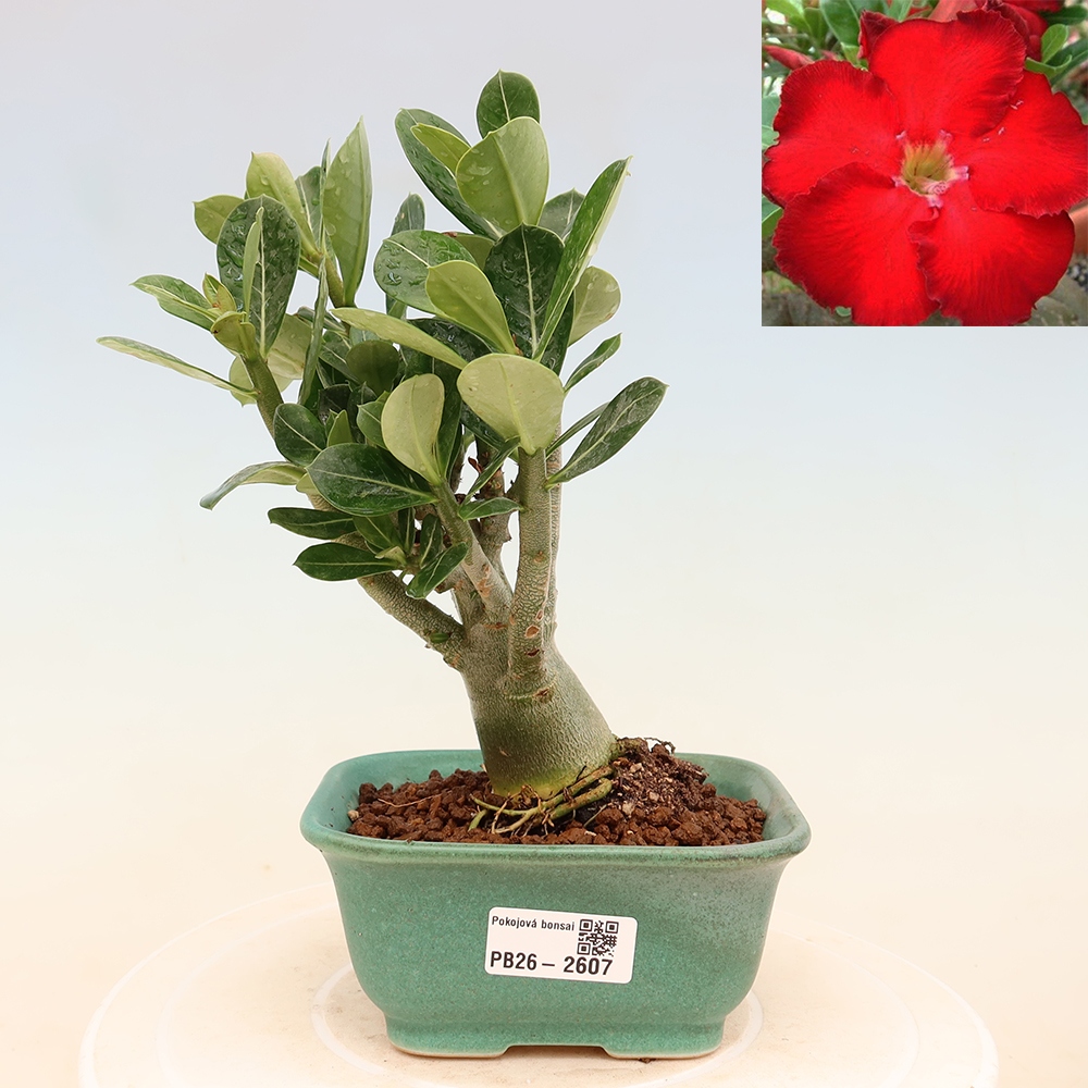 Bonsai pokojowe – Adenium obesum Red Star – Róża pustynna