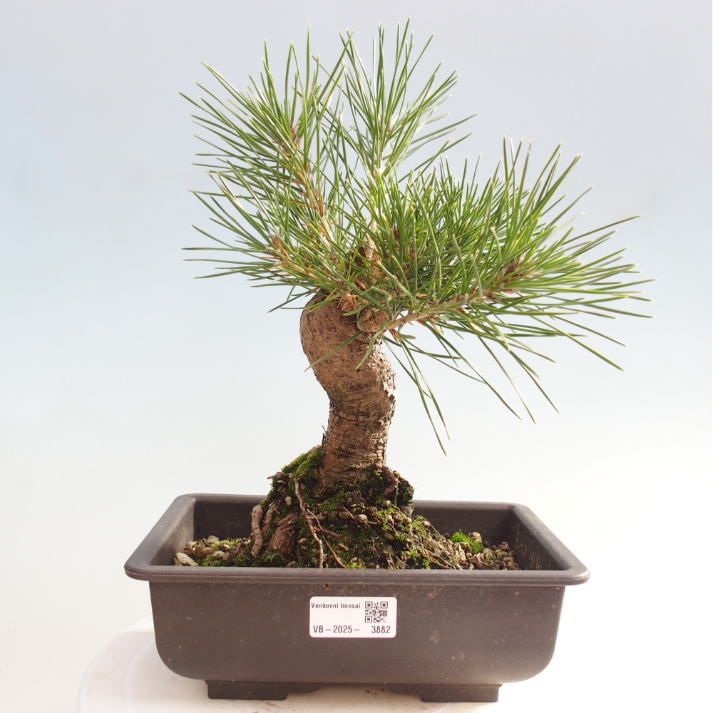 Outdoor bonsai - Pinus thunbergii - sosna Thunberga