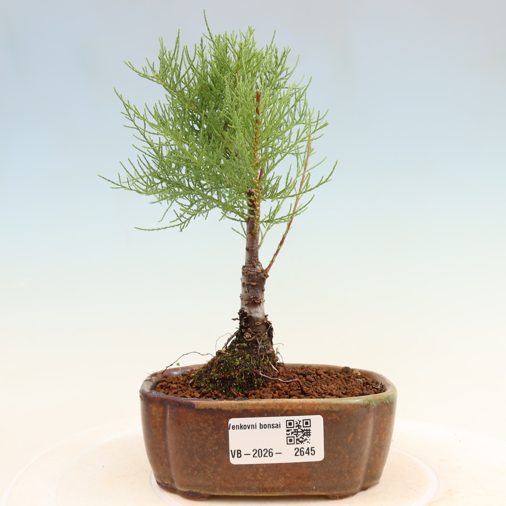 Bonsai ogrodowe – Tamaryszek – Tamarix