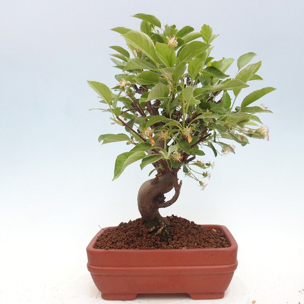 Bonsai plenerowe - Malus Halliana - Jabłoń drobnoowocowa