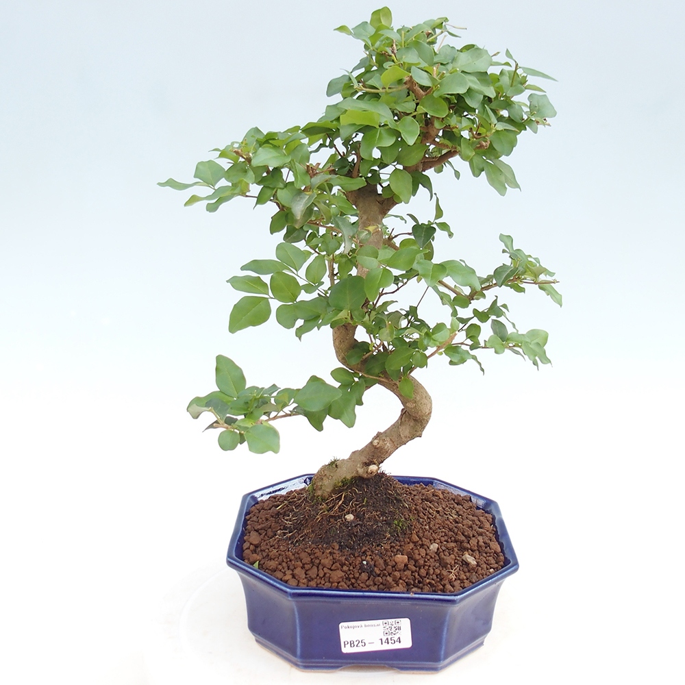 Indoor bonsai -Ligustrum chinensis - dziób ptaka