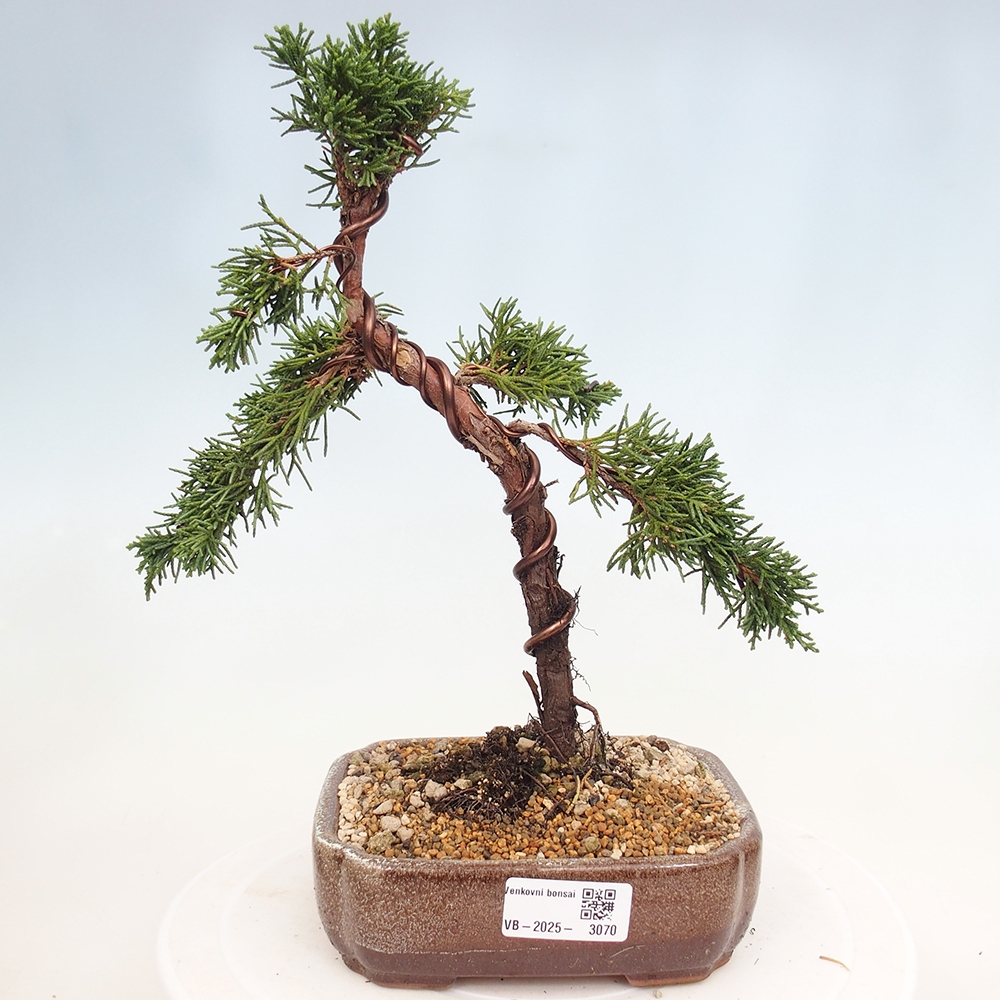 Bonsai zewnętrzne - Juniperus chinensis Kishu - Jałowiec chiński