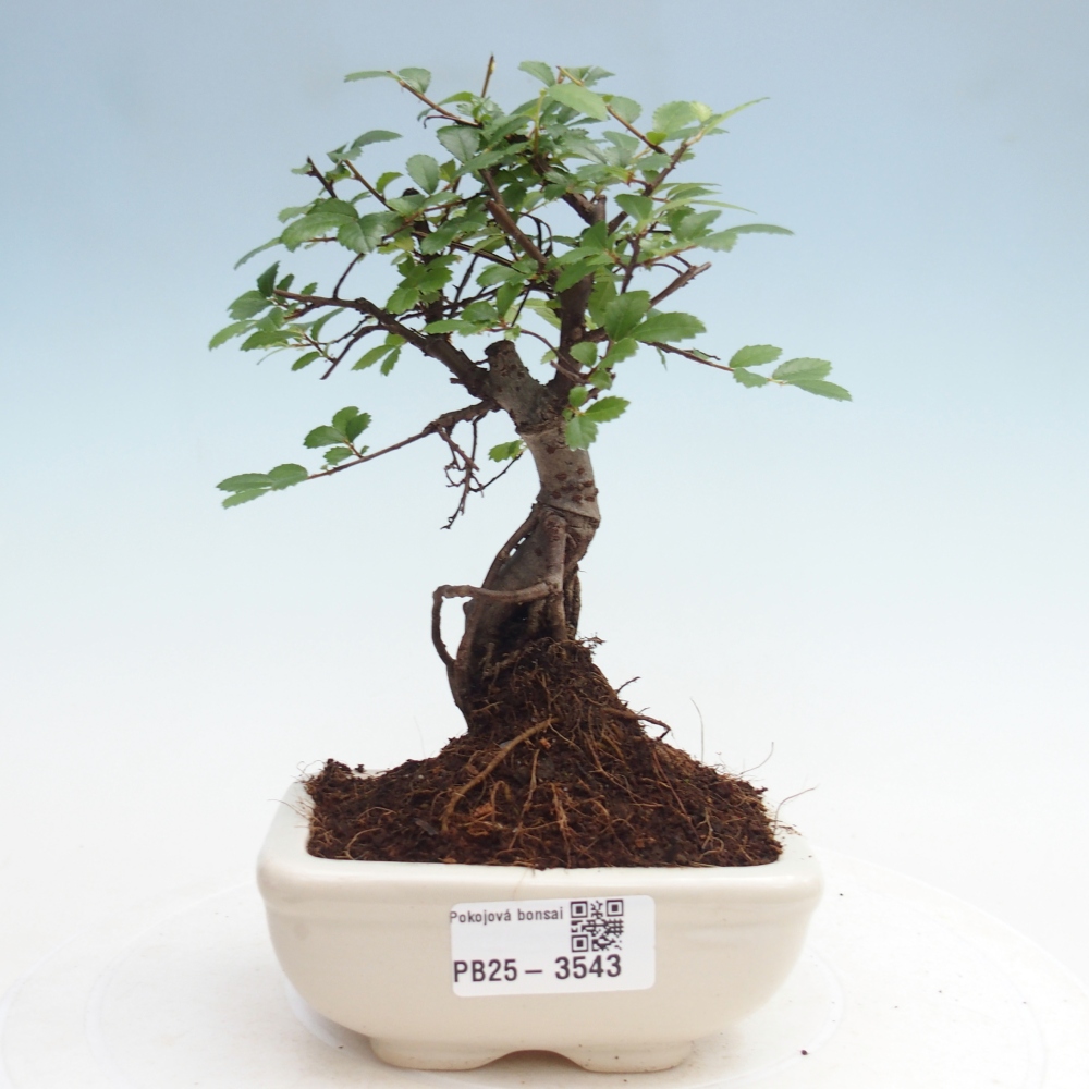 Pokój bonsai - Ulmus parvifolia - Wiąz drobnolistny