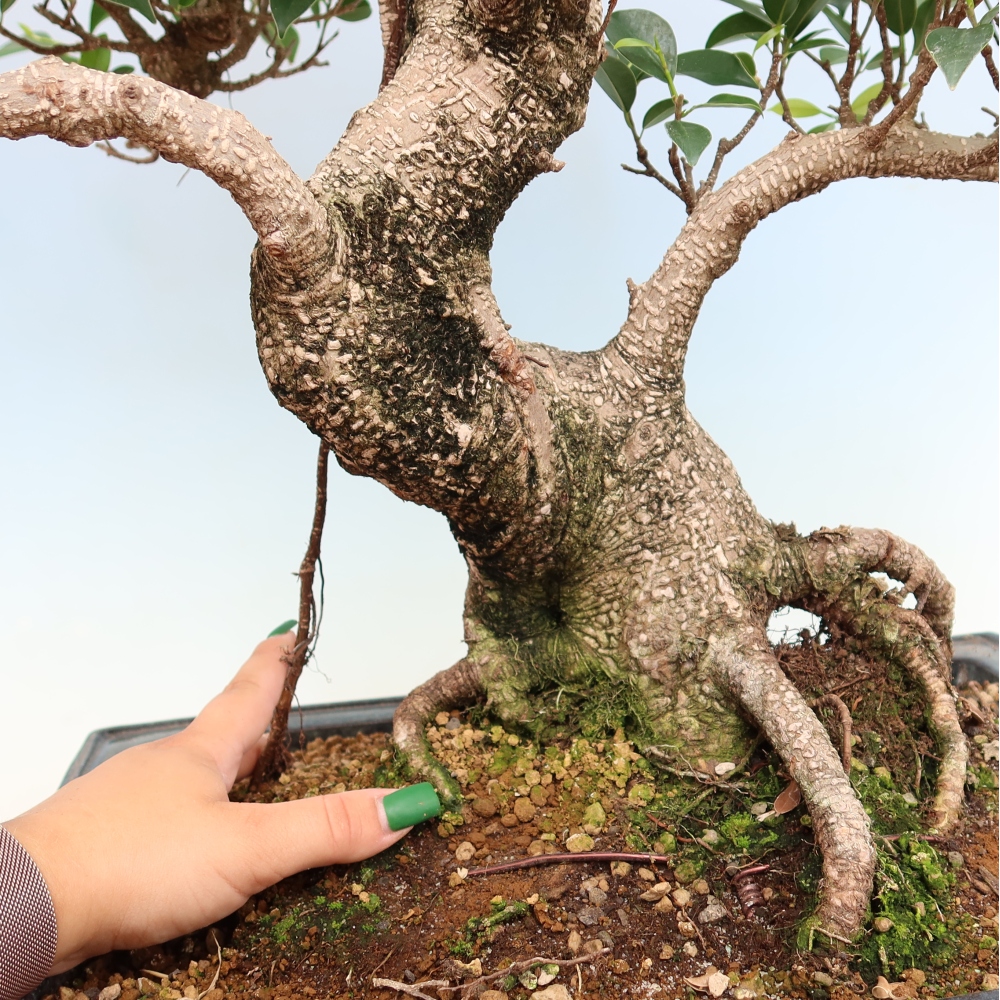 Pokój bonsai - Ficus kimmen - figowiec drobnolistny