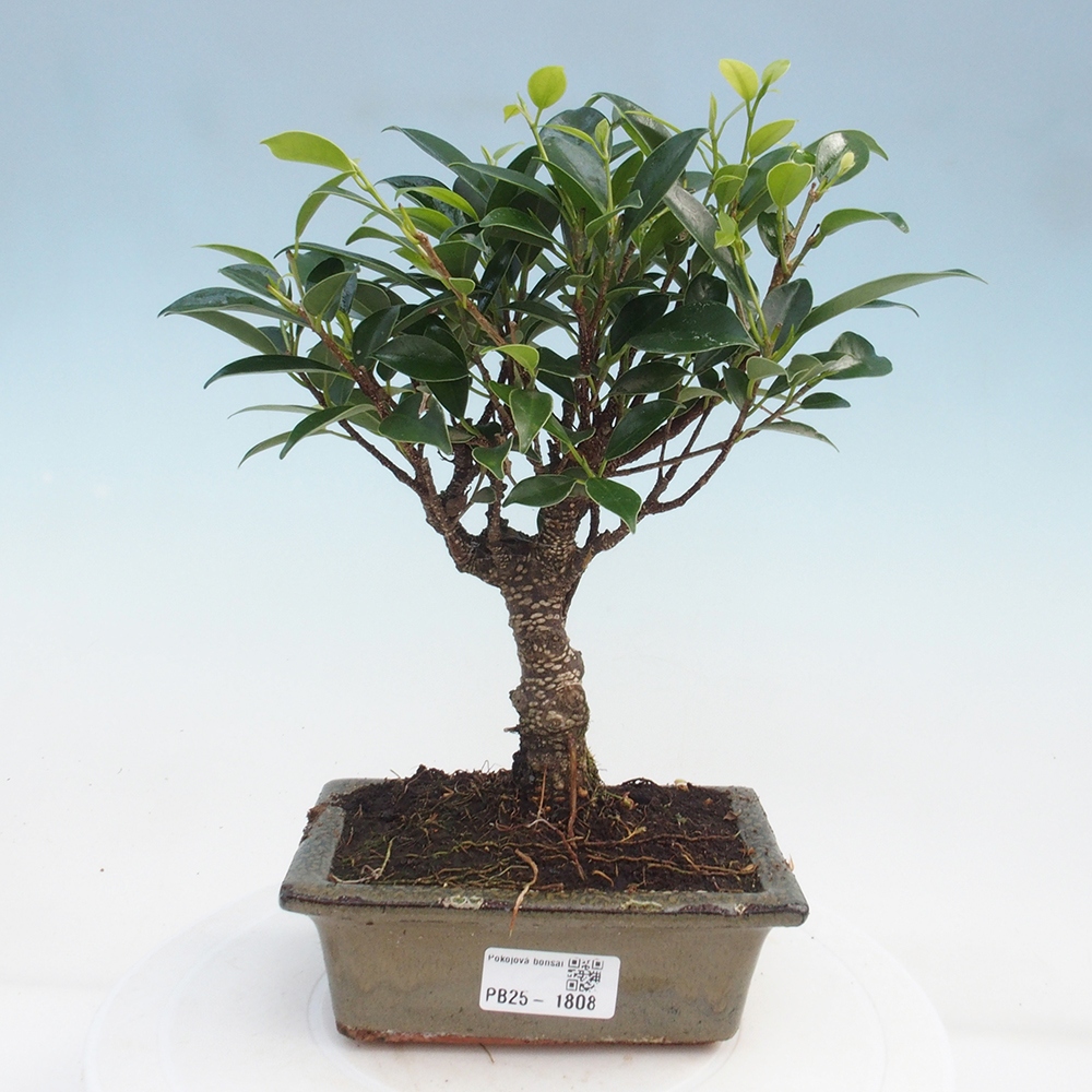 Bonsai wewnętrzne - Ficus retusa - figowiec drobnolistny