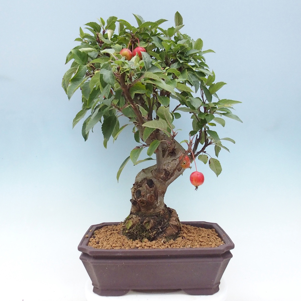 Bonsai plenerowe - Malus Halliana - Jabłoń drobnoowocowa