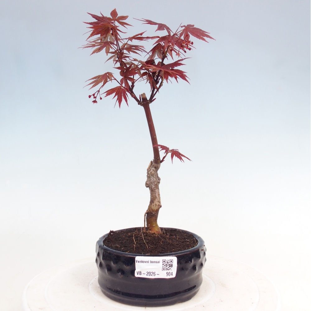 Bonsai na zewnątrz - Palma Acer. Atropurpureum-Javor palmate