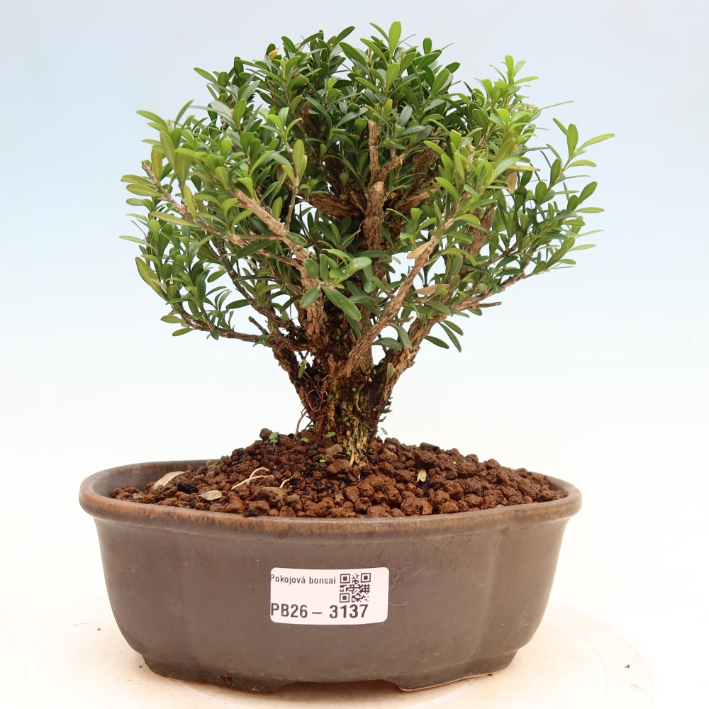 Pokój bonsai - Buxus harlandii - buxus korkowy