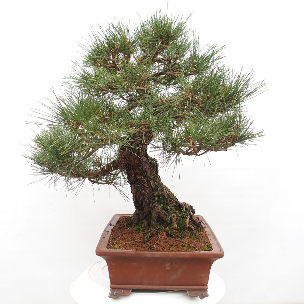 Bonsai ogrodowe - Pinus thunbergii - Sosna Thunberg