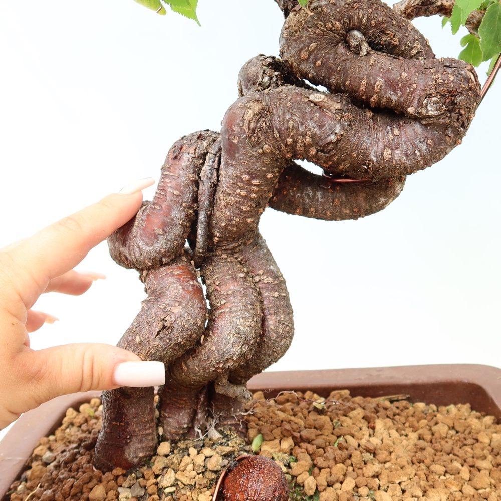Bonsai ogrodowe – japońska śliwka – Prunus Mume