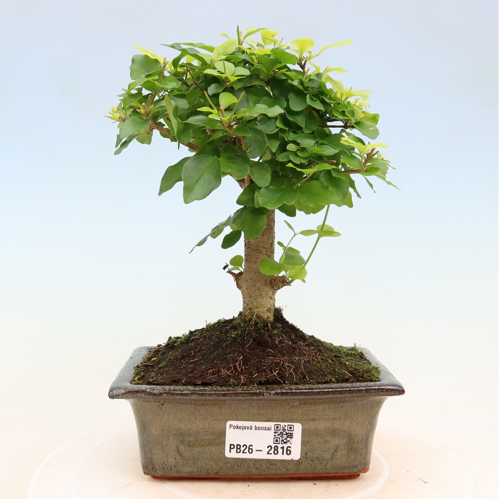 Pokój bonsai - Ligustrum chinensis - Dziób ptaka