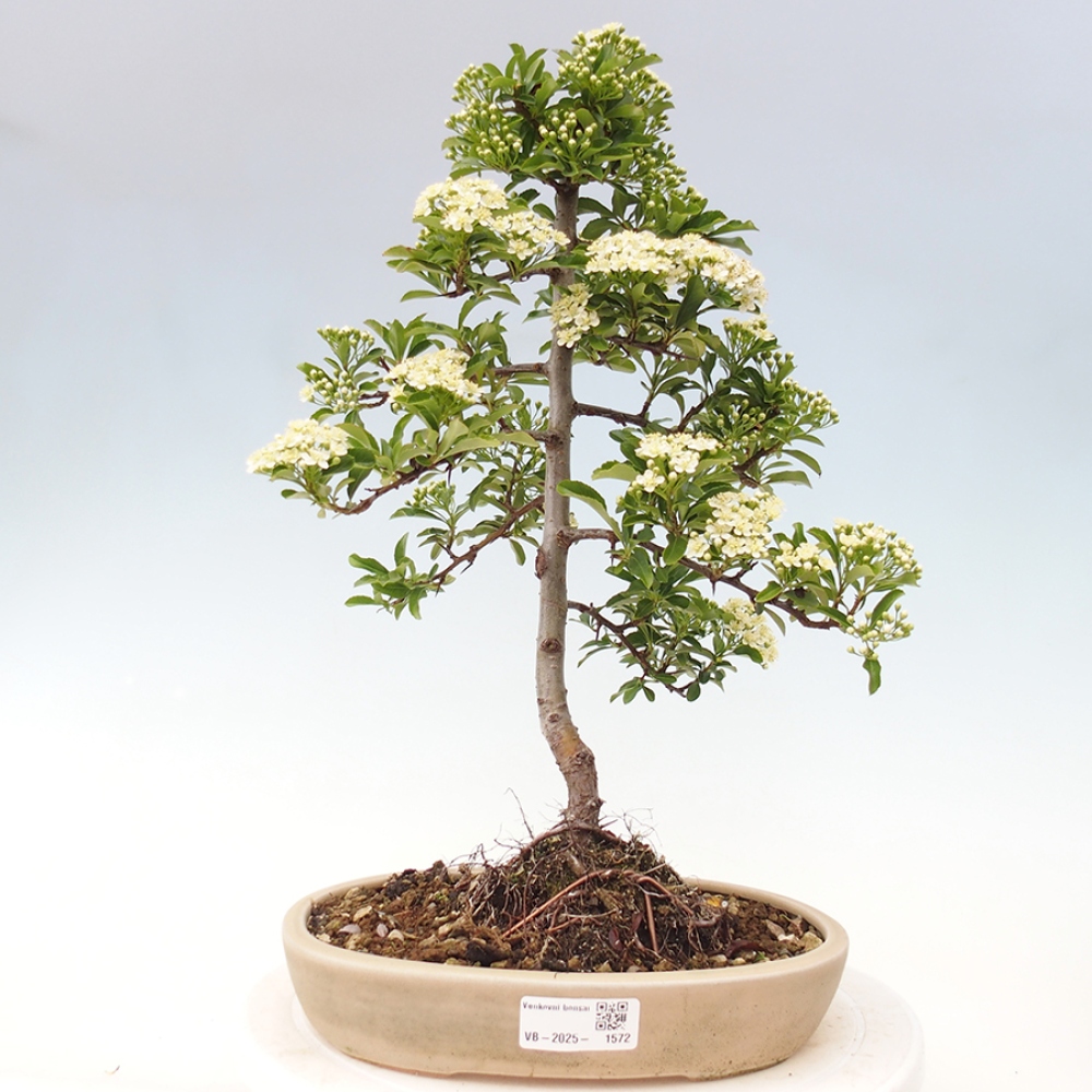 Outdoor Bonsai-Pyracanta Teton-Piekarnia