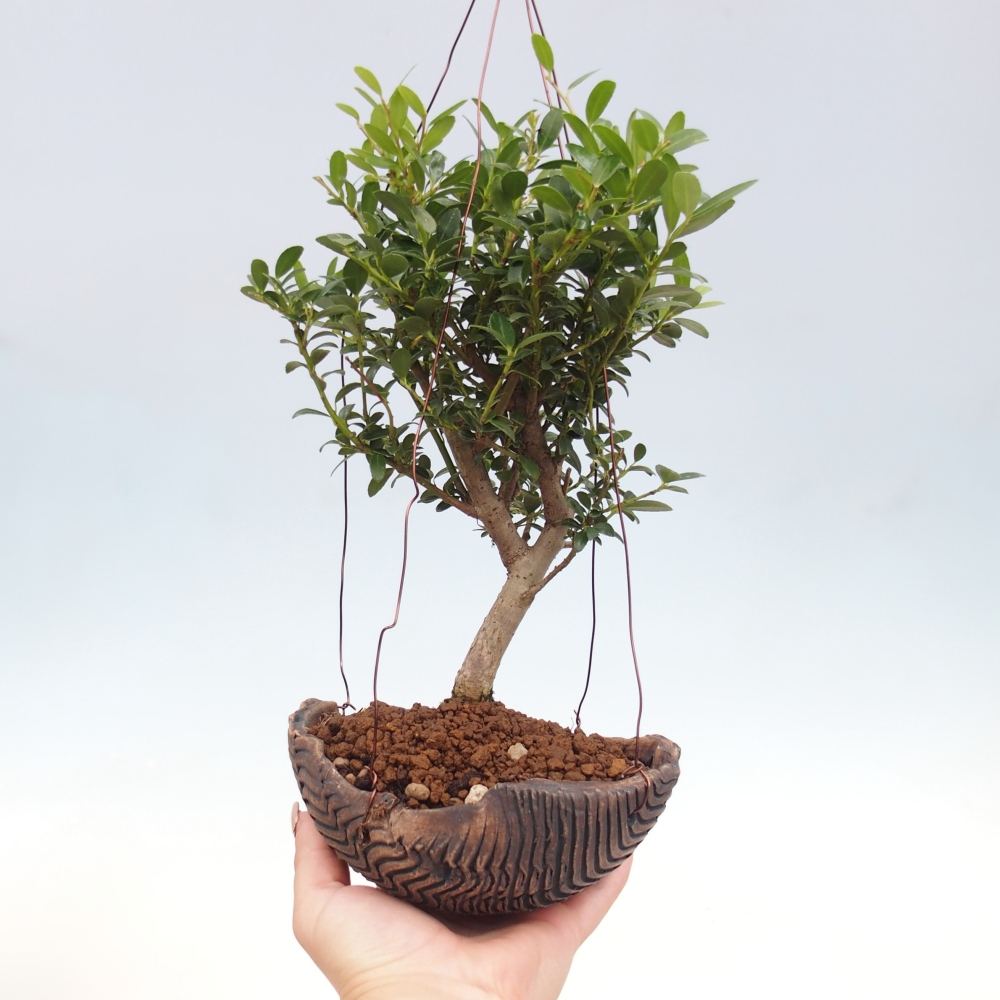Kokedama z ceramiki - Ilex crenata - Holly