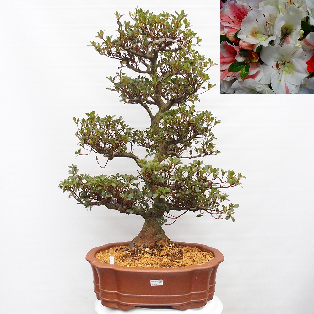 Bonsai zewnętrzne - Azalia japońska - Azalia Sansei
