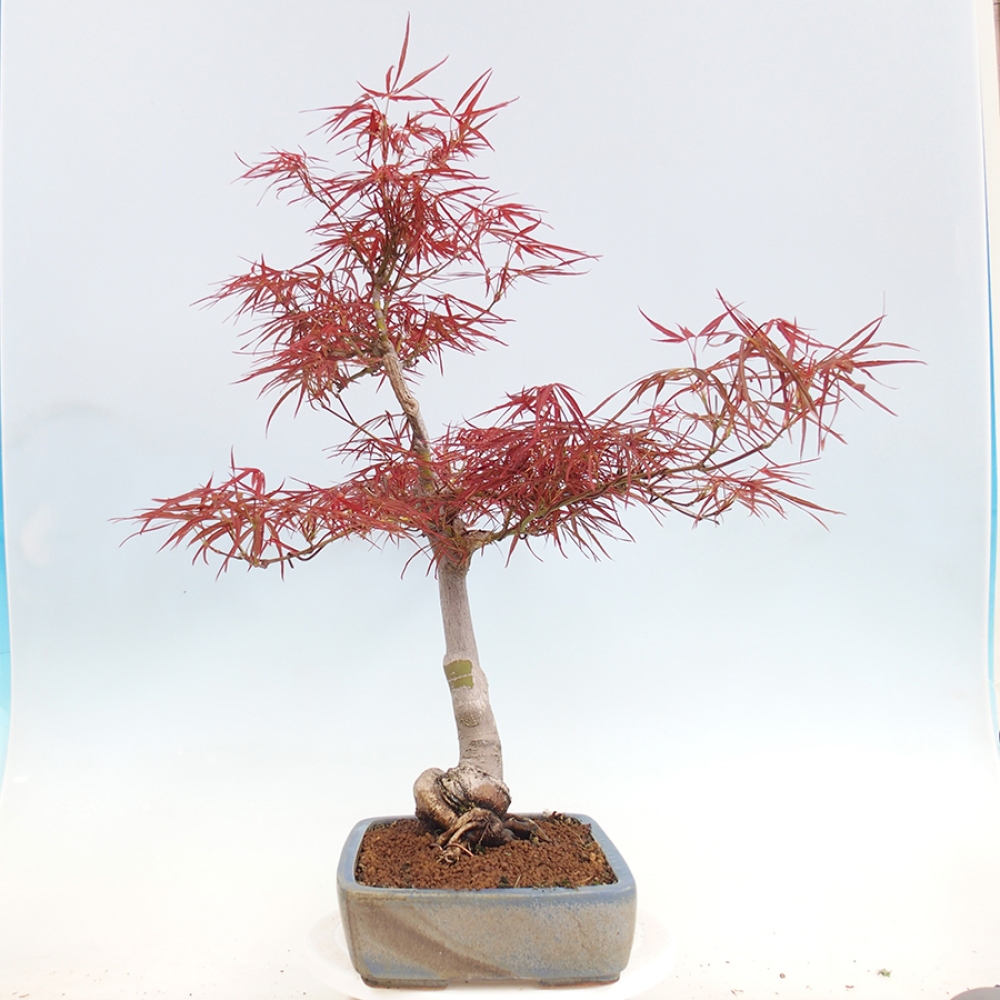 Bonsai zewnętrzne - Acer palmatum RED PYGMY