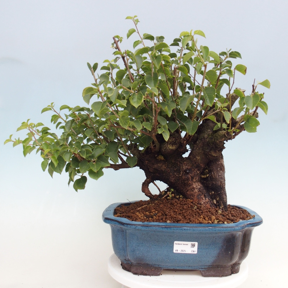 Bonsai na zewnątrz - Mahalebka - Prunus mahaleb