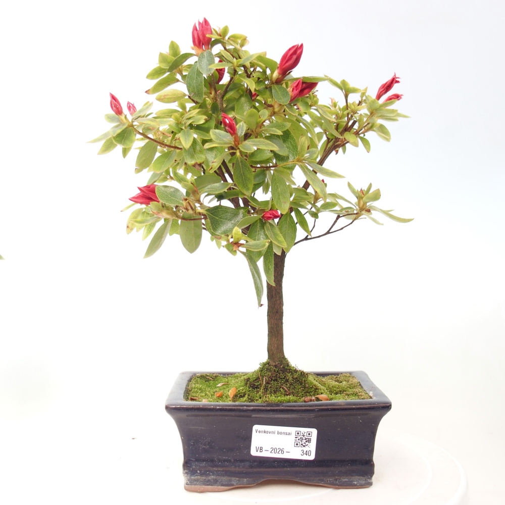 Outdoor bonsai - Azalia japońska - Azalea sp.