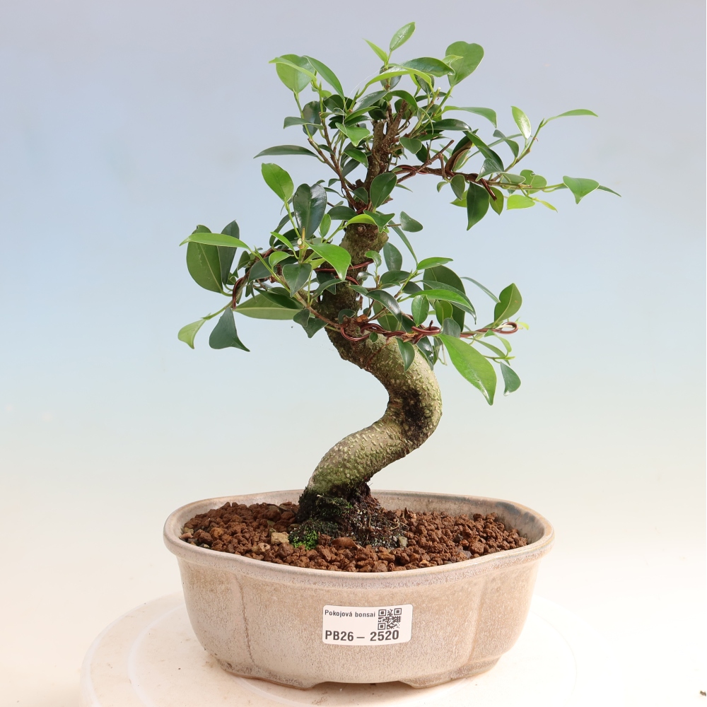 Pokój bonsai - Ficus retusa - figowiec drobnolistny