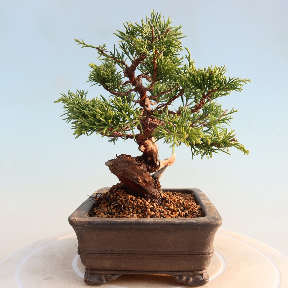 Outdoor bonsai - Juniperus chinensis Itoigawa - Jałowiec chiński
