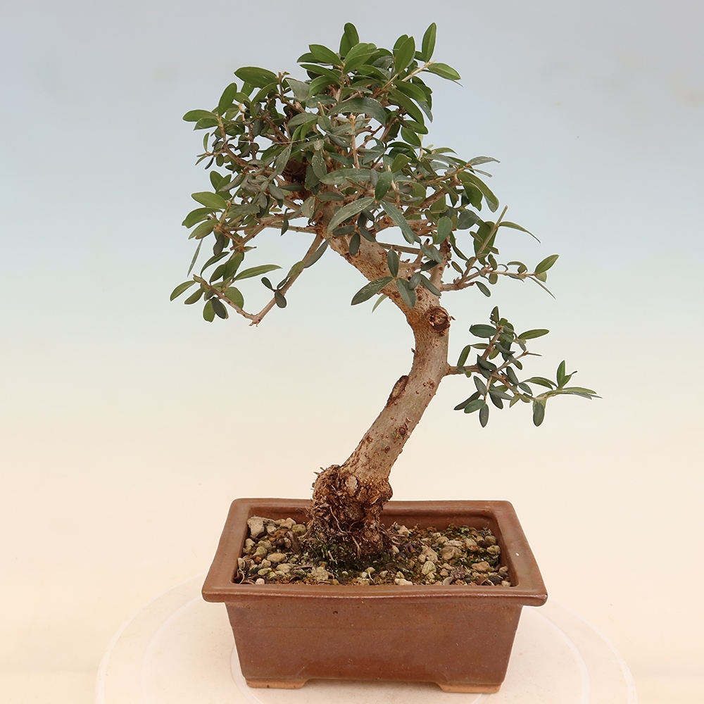 Bonsai do wnętrz - Olea europaea sylvestris