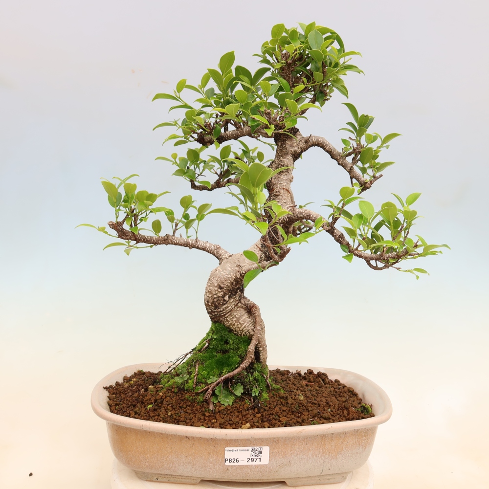 Pokój bonsai - Ficus kimmen - figowiec drobnolistny
