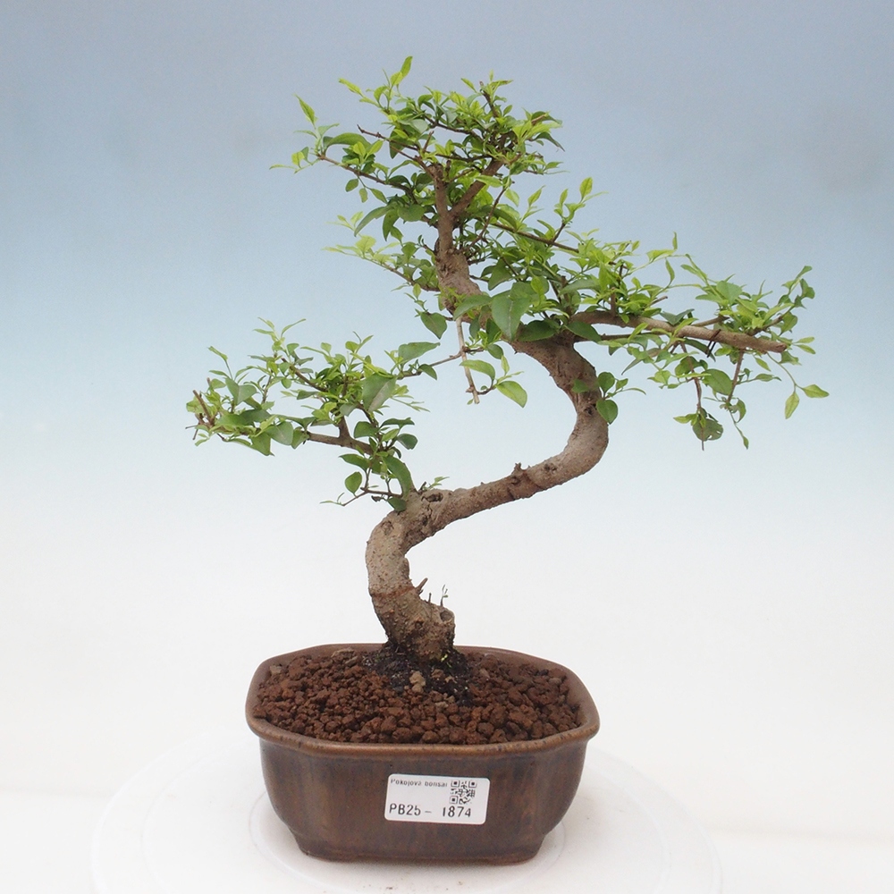 Indoor bonsai -Ligustrum chinensis - dziób ptaka