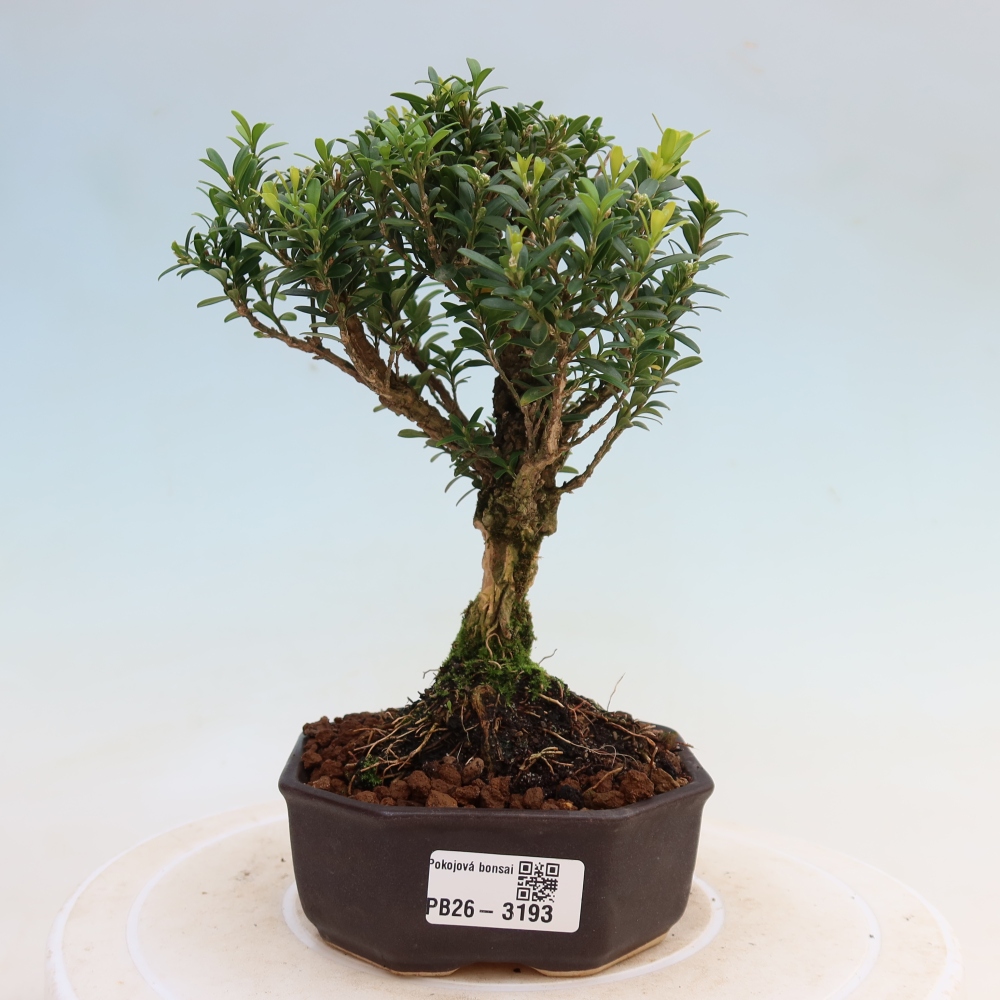 Pokój bonsai - Buxus harlandii - buxus korkowy
