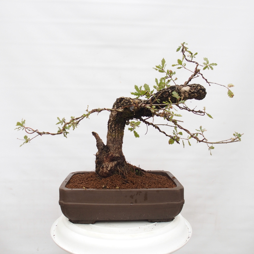 Yamadori - Quercus Ilex - Dąb ostrokrzewowy