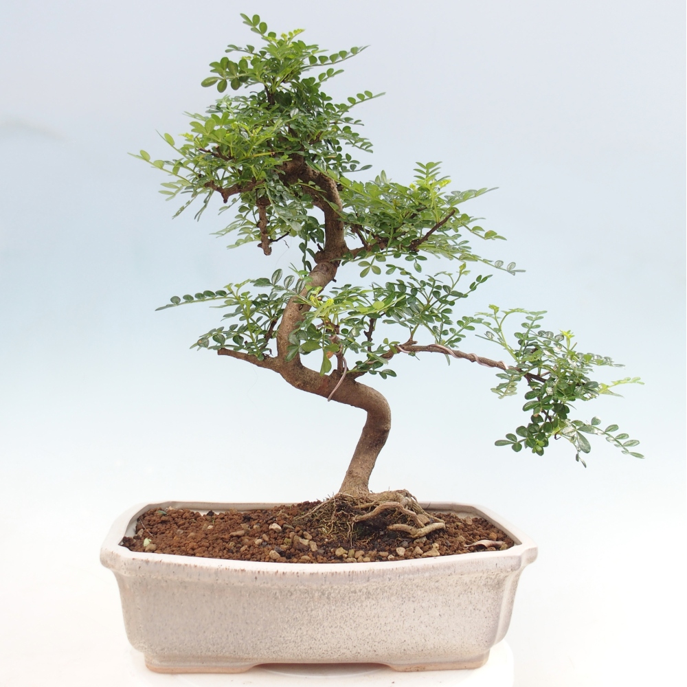 Pokój bonsai - Zantoxylum piperitum - drzewo pieprzowe