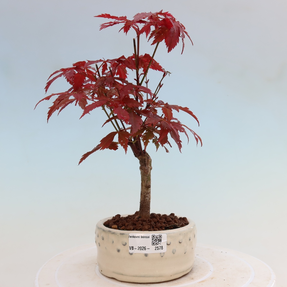 Bonsai na zewnątrz - Palma Acer. Atropurpureum-Javor palmate