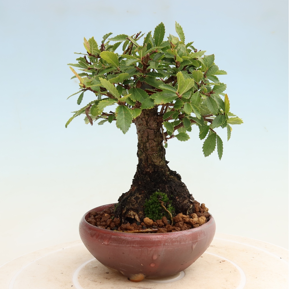 Bonsai zewnętrzne - Zelkova - Zelkova NIRE