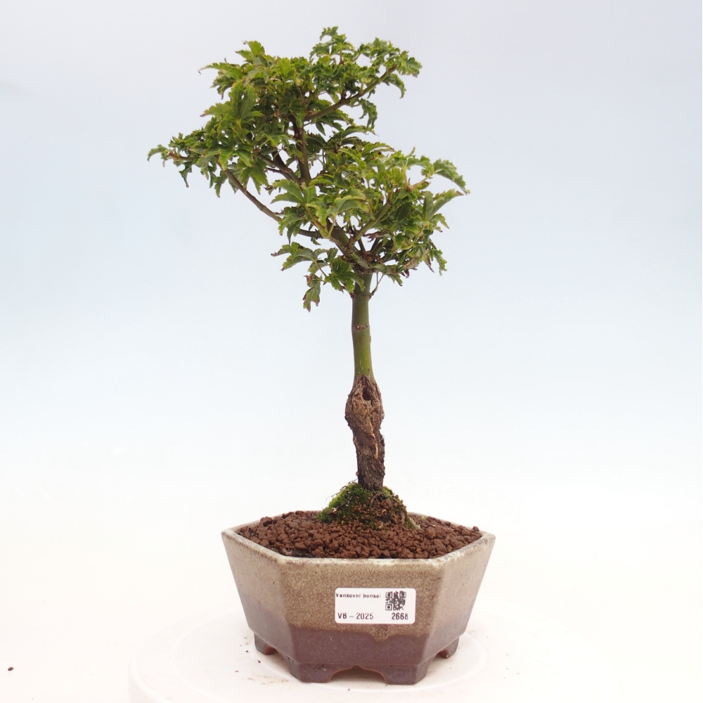 Bonsai zewnętrzne - klon Acer palmatum Shishigashira