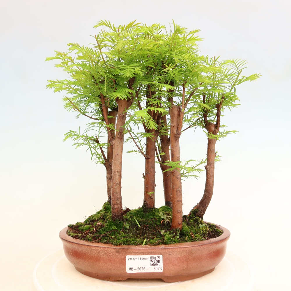 Bonsai ogrodowe – Metasequoia glyptostroboides – metasekwoja chińska – zagajnik
