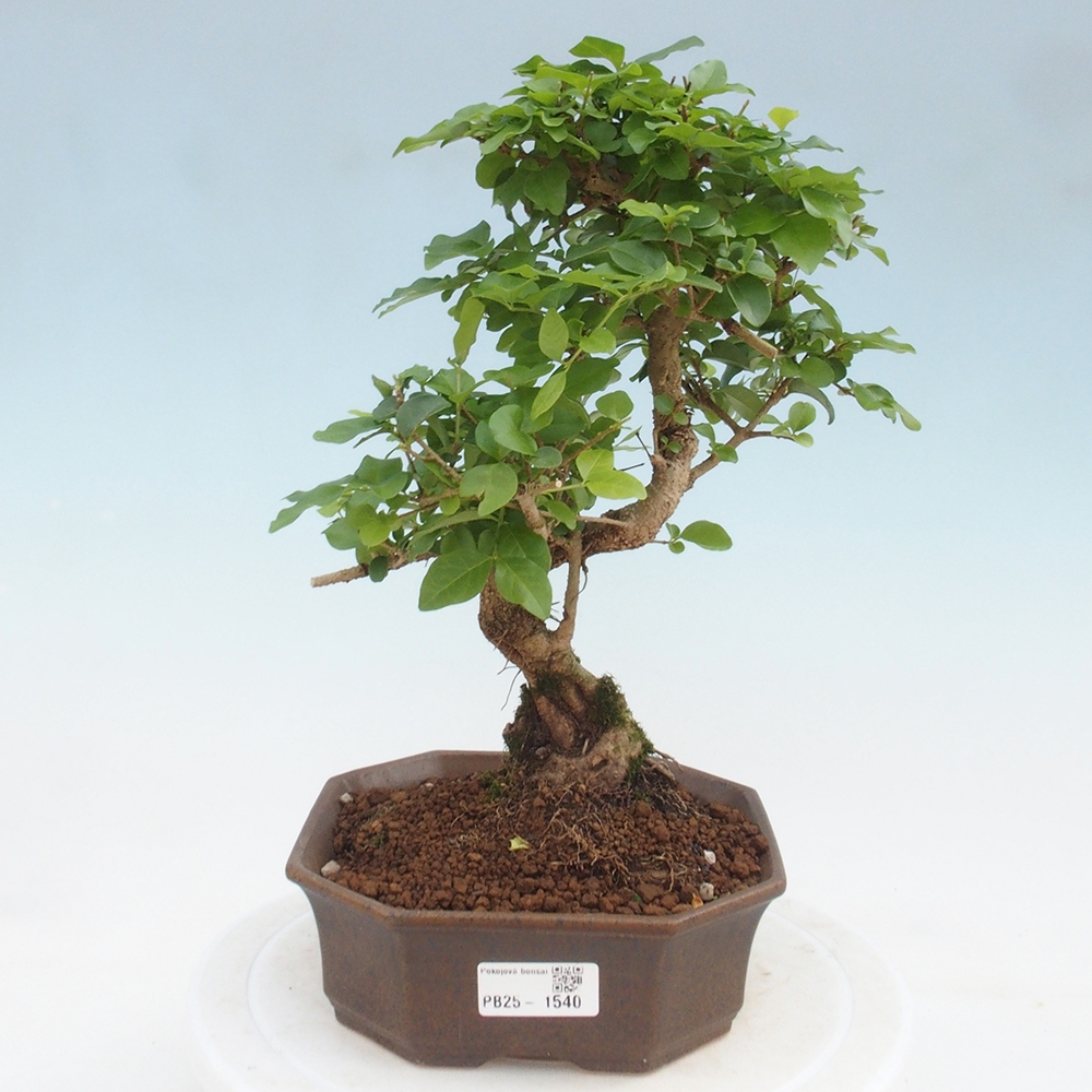 Indoor bonsai -Ligustrum chinensis - dziób ptaka