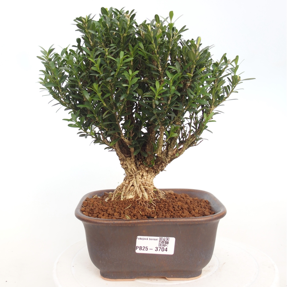 Kryty bonsai - Buxus harlandii - Bukszpan korkowy