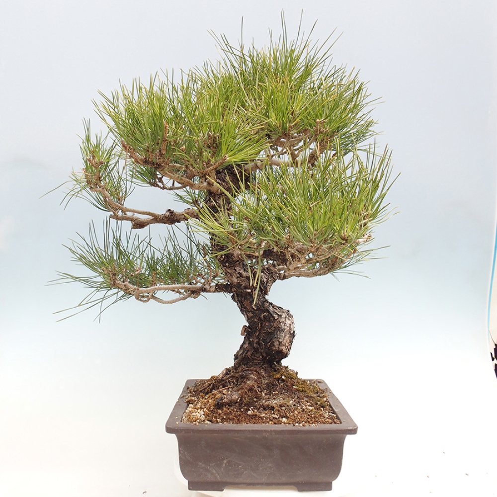 Outdoor bonsai - Pinus thunbergii - sosna Thunberga