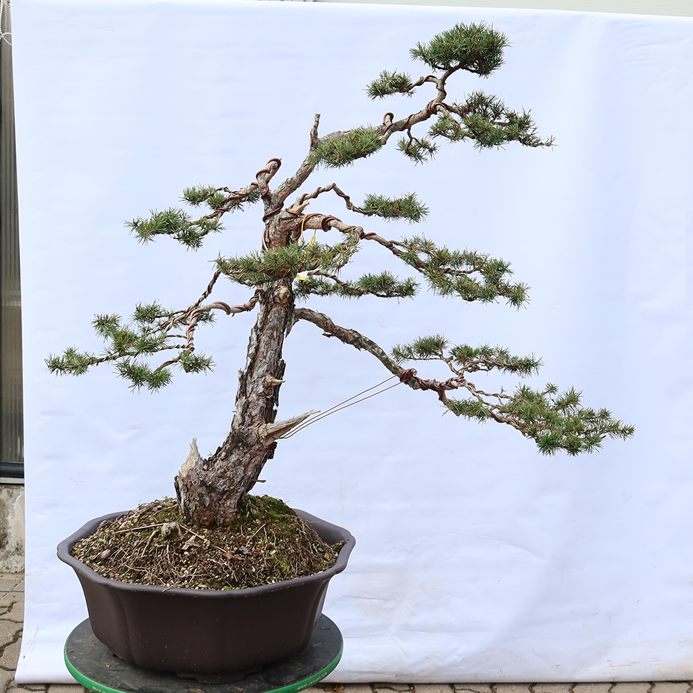 Pinus sylvestris Hiszpania – sosna zwyczajna
