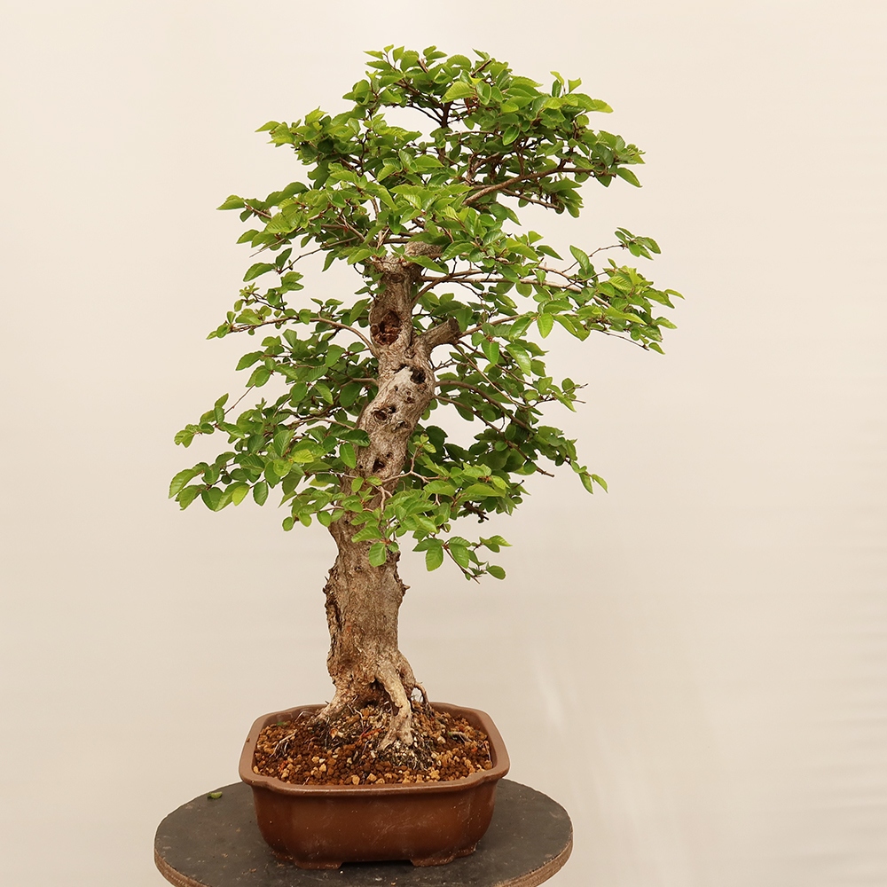 Bonsai plenerowe - Carpinus Coreana - grab koreański