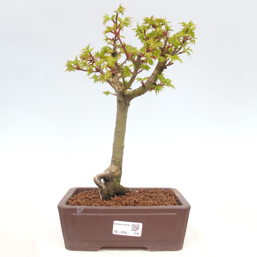 Outdoor bonsai - palma jaworowa Acer palmatum Shishigashira