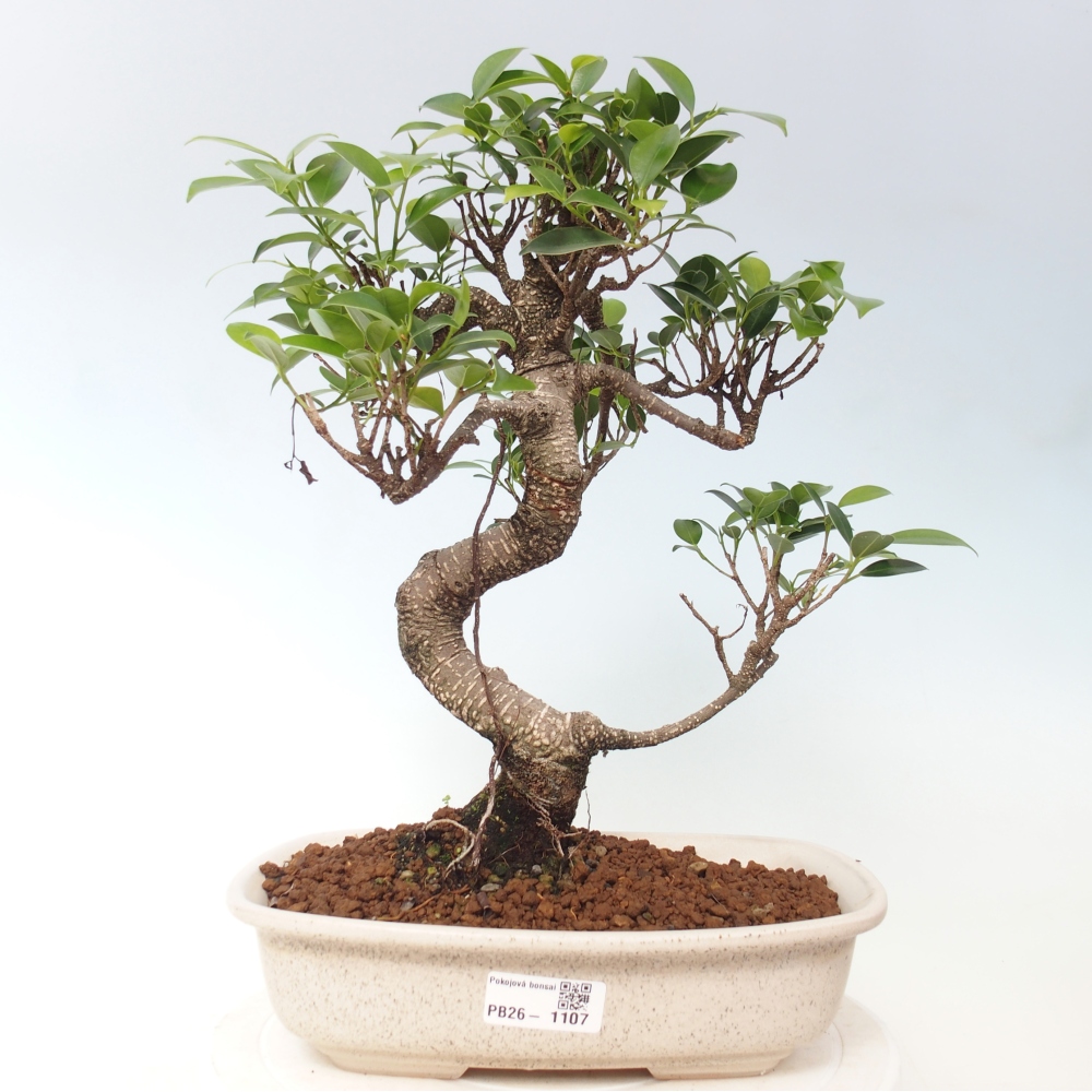 Pokój bonsai - Ficus kimmen - figowiec drobnolistny