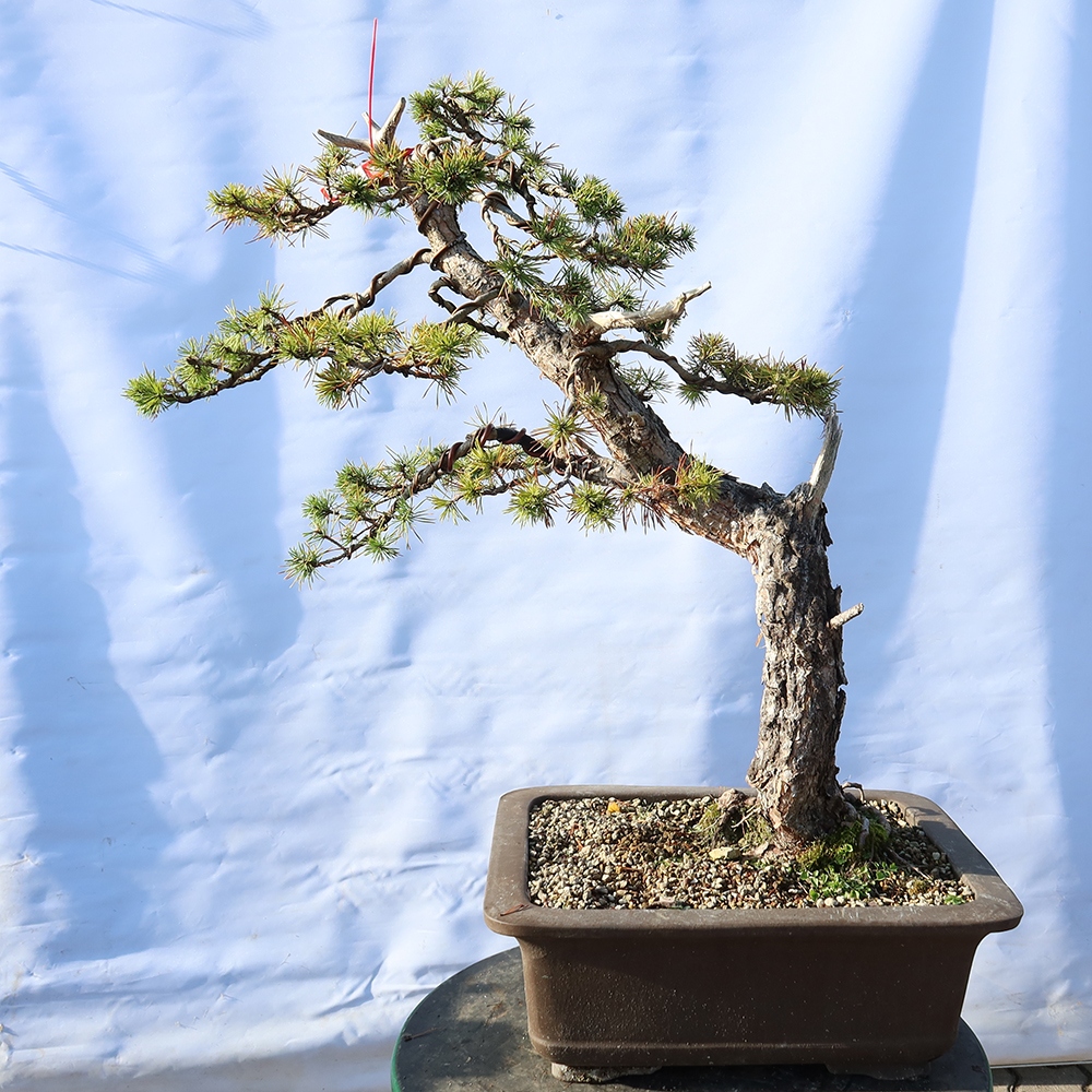 Pinus sylvestris Hiszpania – sosna zwyczajna