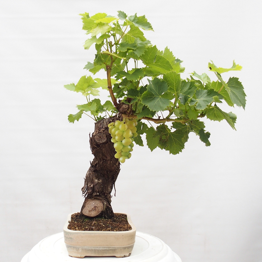 Bonsai plenerowe - Vitis vinnifera MUSKAT ITALIA  - Winorośl