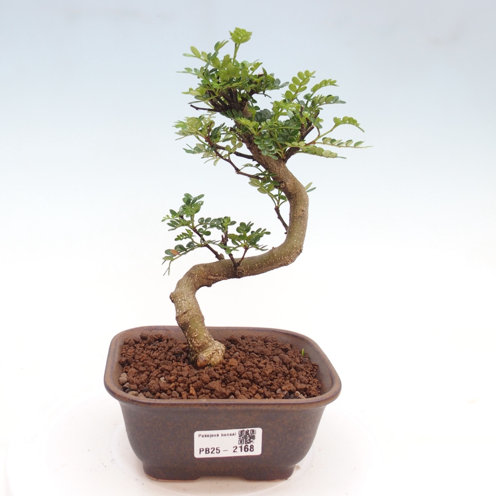 Indoor bonsai -Ligustrum chinensis - dziób ptaka