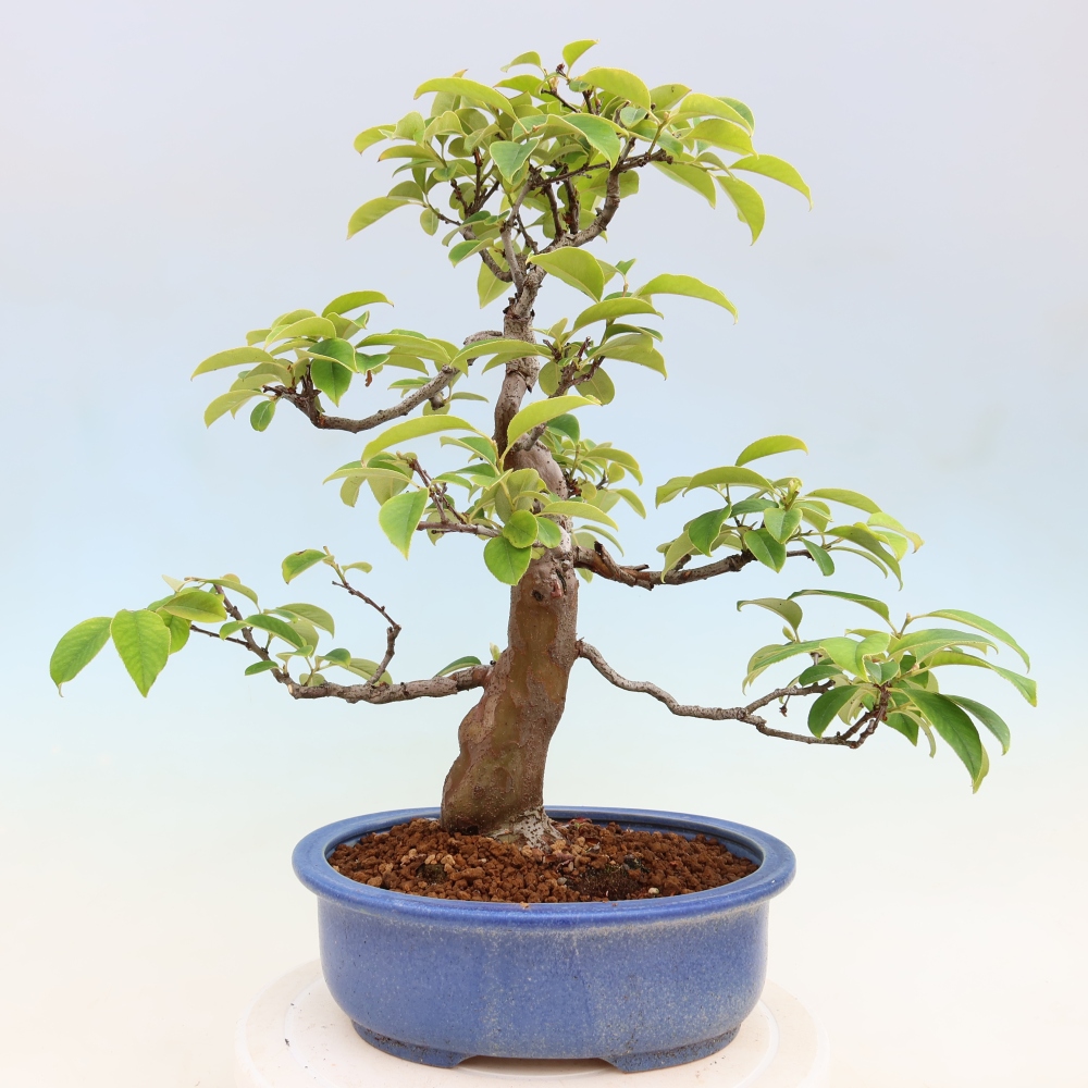 Outdoor bonsai - Pseudocydonia sinensis - pigwa chińska