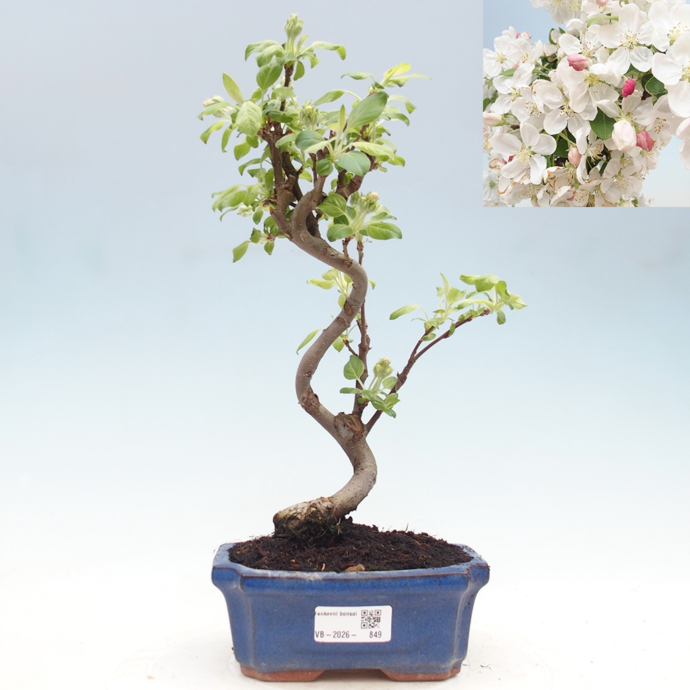 Outdoor bonsai - Malus halliana - Jabłoń drobnoowocowa