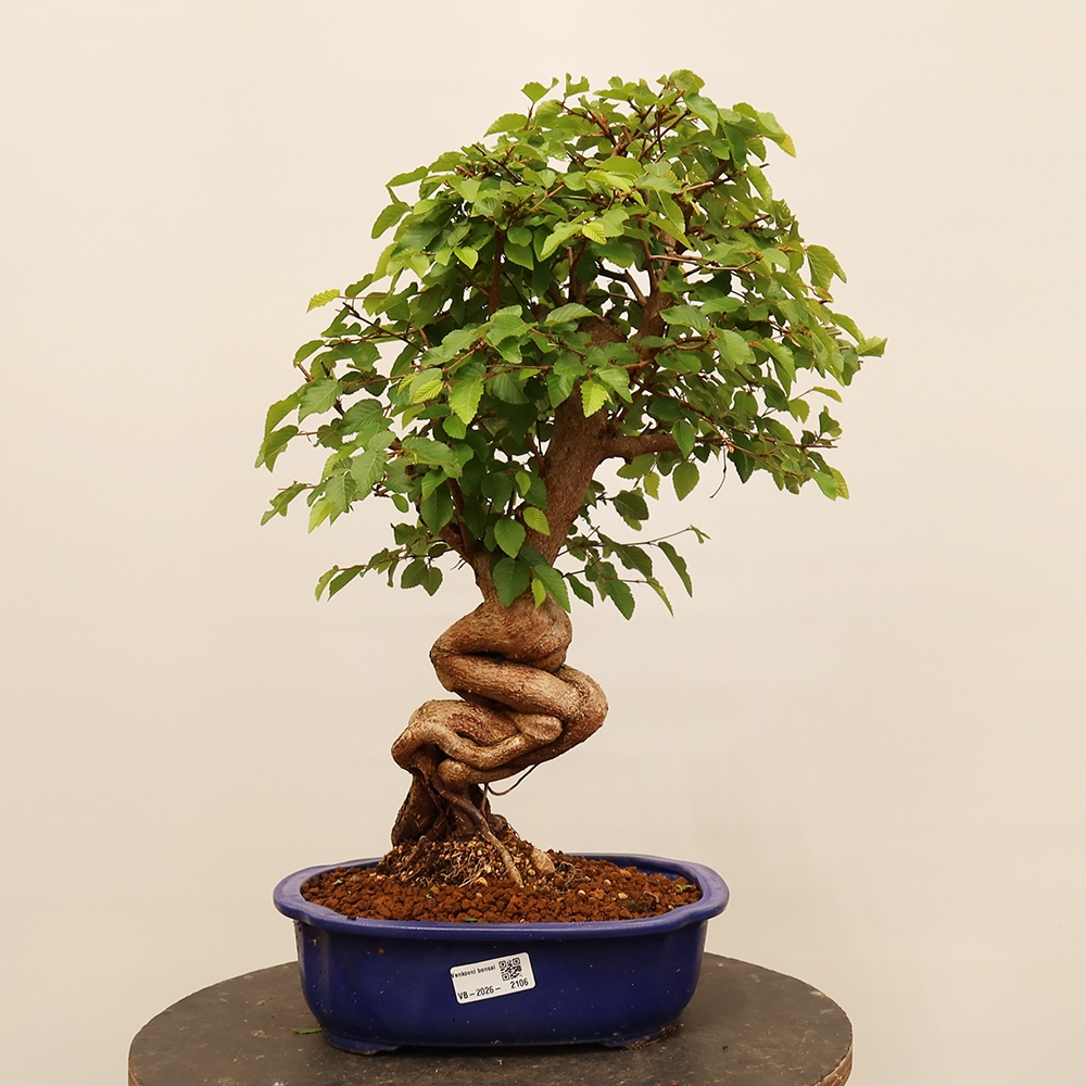 Bonsai plenerowe - Carpinus Coreana - grab koreański
