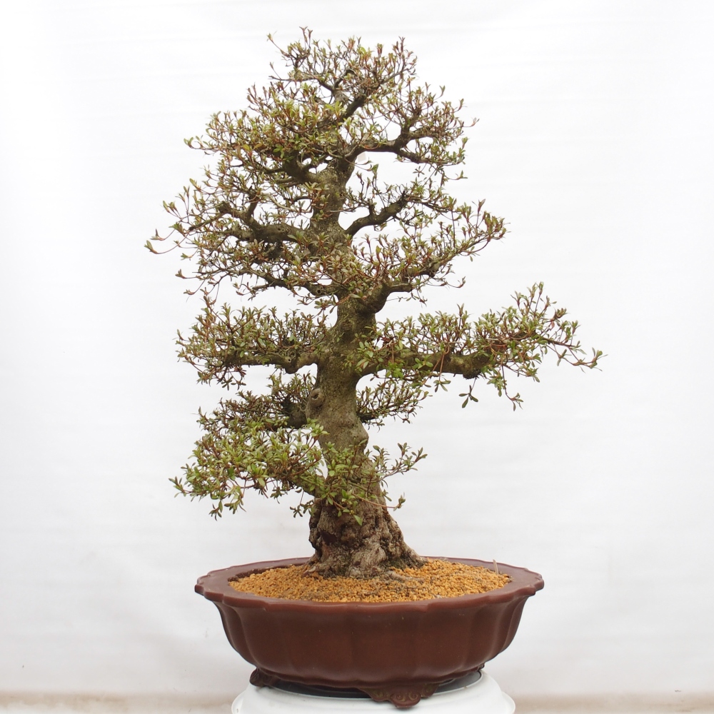 Bonsai zewnętrzne - Azalia japońska - Azalia Kinu-no-Hikari