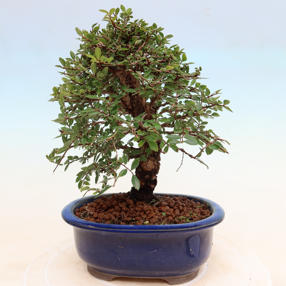 Bonsai zewnętrzne - Zelkova - Zelkova NIRE